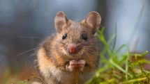 Fortschreibung des Biotopkatasters im Kreis Paderborn