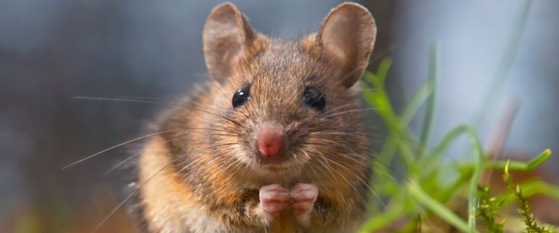 Fortschreibung des Biotopkatasters im Kreis Paderborn
