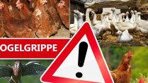 Schutz vor Geflügelpest: Alles Geflügel im Kreis Paderborn muss ab Dienstag, 22. November in den Stall