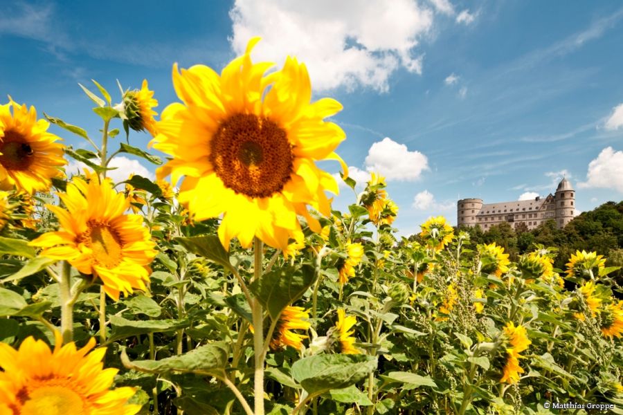 Die Wewelsburg im Sommer von Matthias Groppe