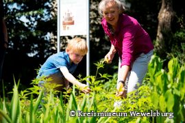 Der Kräutergarten der Wewelsburg im August (Foto: Kreismuseum Wewelsburg)