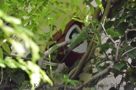 In dieser Halbhöhle im Garten von Norbert Vossebein fühlen sich Hausrotschwanz oder Bachstelze wohl. (Foto: Amt für Presse- und Öffentlichkeitsarbeit, Kreis Paderborn, Anna-Sophie Schindler)