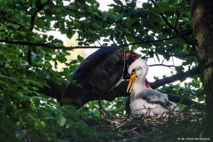 Erfolgreich geschützt: Das Schwarzstorchenpaar hat Nachwuchs bekommen, Foto Dr. Günter Bockwinkel