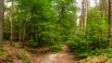  Informationen zum Bürgerentscheid Nationalpark Egge