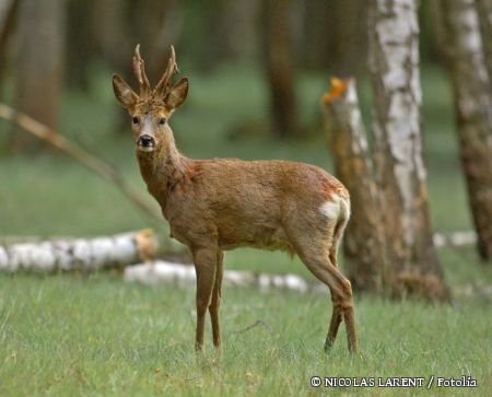 Rehbock im Wald © NICOLAS LARENT / Fotolia