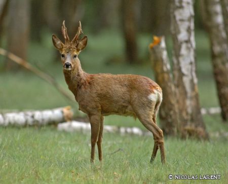 Zur Jägerprüfung 2017 können Sie sich ab sofort anmelden © NICOLAS LARENT