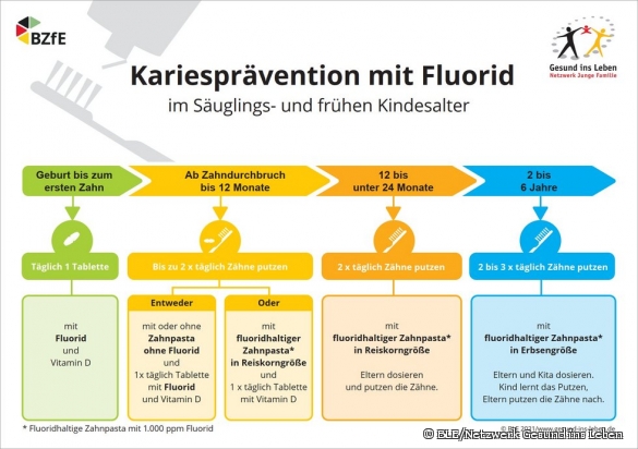 Informationsgrafik zur Kariesprävention mit Fluoridhaltiger Zahnpasta in der Frühkindlichen Entwicklung 
