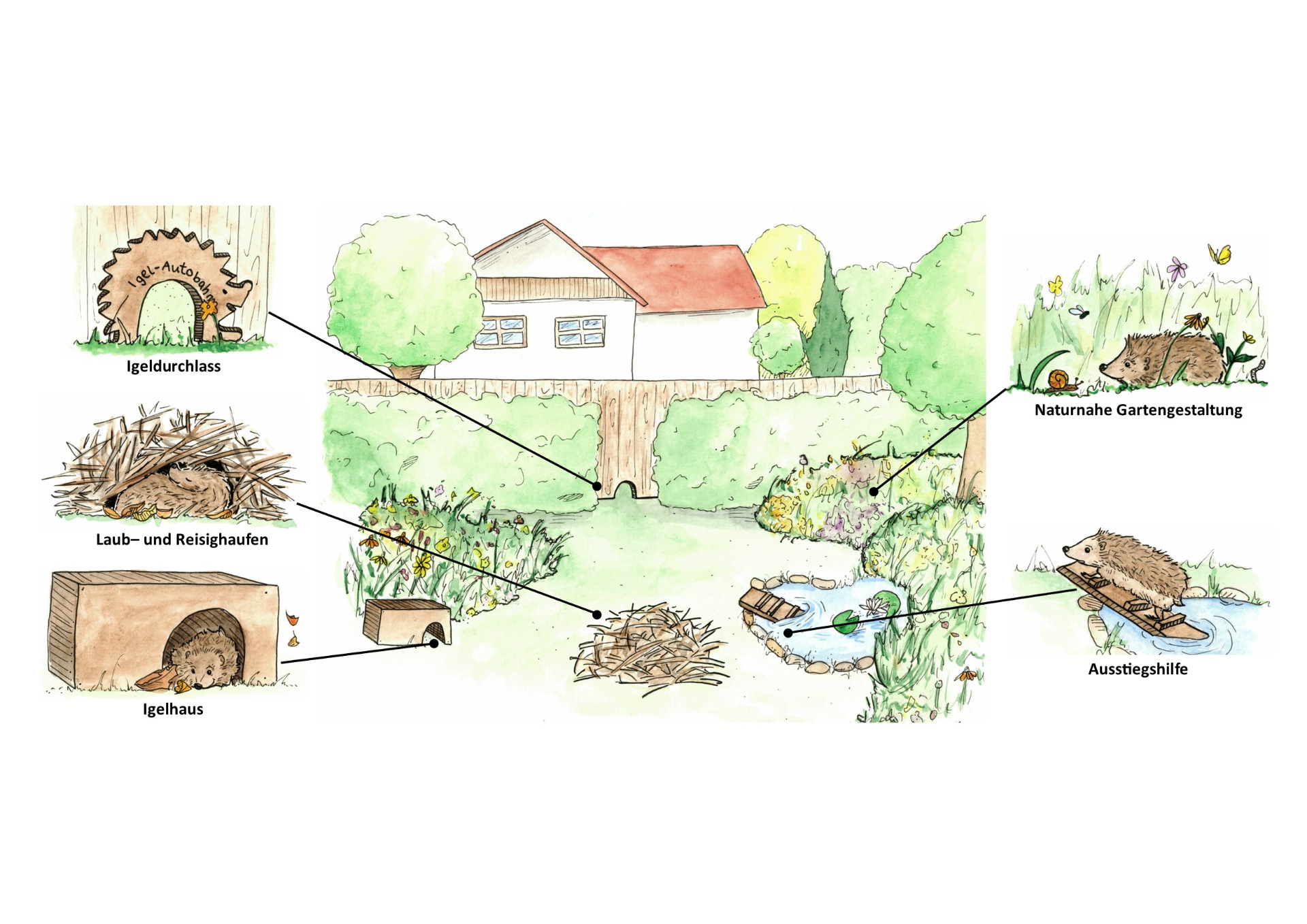 Igel-Hilfe im Garten