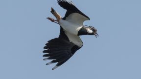 Schutz für unsere heimischen Vögel 
