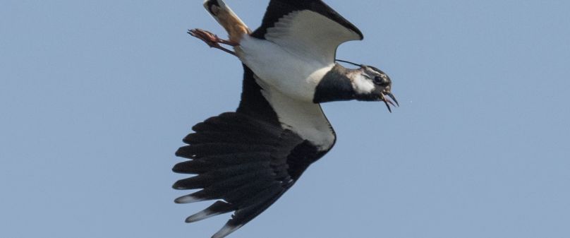 Schutz für unsere heimischen Vögel 