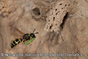 Gemeine Schornsteinwespe (Odynerus spinipes)