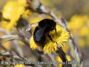 Steinhummel (Bombus lapidarius)