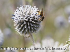 Waldwespe (Dolichovespula sylvestris)