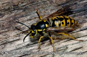 Deutsche Wespe (Vespula germanica)