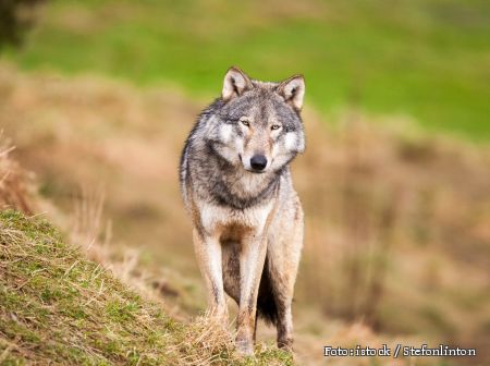 Bild zeigt einen Wolf in einer flachen Landschaft ähnlich der Senne