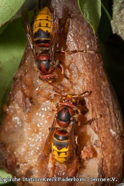 Europäische Hornissen (Vespa crabro)