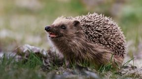 Igelfreundlich in den Herbst
