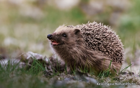 Igelfreundlich in den Herbst