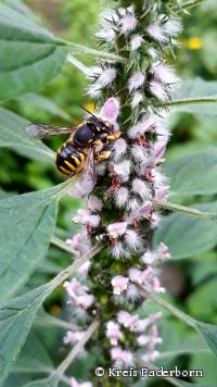 Große Wollbiene (Anthidium manicatum)