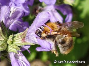 Ackerhummel (Bombus pascuorum)