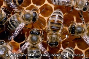 Honigbienen