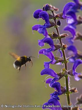 Helle Erdhummel (Bombus lucorum)