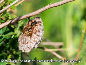 Gallische Feldwespe (Polistes dominula)