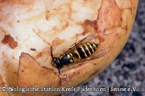 Vespula vulgaris