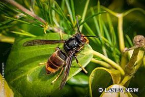 Asiatische Hornisse (Vespa velutina)