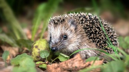 Neue Gefahren für den Igel
