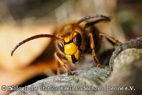 Europäische Hornisse (Vespa crabro)