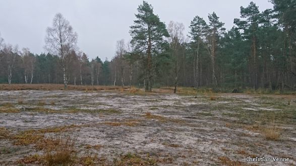 Heideentwicklung im Jahr 2021