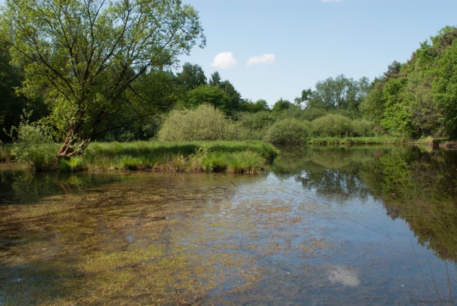 Der Langenbergteich im Sander Bruch soll attraktiver für Amphibien wie die Knoblauchkröte und sandlebende Insekten wie Wildbienen werden. (Foto: Christian Venne)