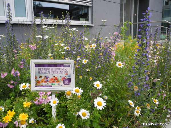Blühschild in einer Blumenwiese