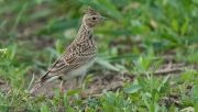 08.07.2019 - Feldlerche, Kiebitz & Co – die Bestandsveränderungen der Vogelwelt in Nordrhein-Westfalen mit besonderer Betrachtung der Situation im Kreis Paderborn