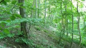 Prallhang bei Wewelsburg (Foto: Kreis Paderborn - Umweltamt, D. Heuermann)