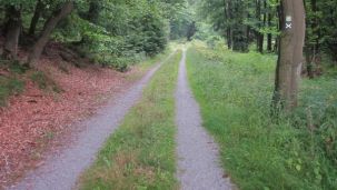 Waldweg im Laubwald (Foto: Kreis Paderborn - Umweltamt)