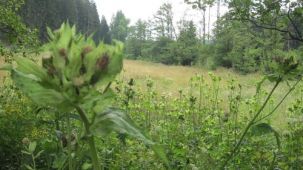 Grünlandbrache mit Kohldistel (Foto: Kreis Paderborn - Umweltamt)