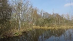 Bewaldung mit Moorbirken (Foto: Kreis Paderborn - Umweltamt)