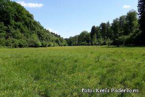 Feuchtwiese im Naturschutzgebiet „Bodental-Ochsenberg"