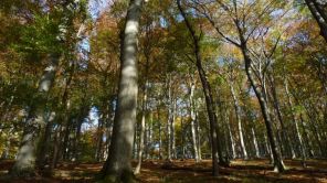 Altersklassenwald  (Foto: Landesbetrieb Wald und Holz)