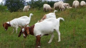 Schaf- und Ziegenbeweidung (Foto: Kreis Paderborn - Umweltamt)
