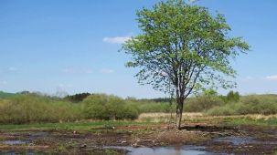 Vegetationsfreie Bereiche im Moor (Foto: Kreis Paderborn - Umweltamt)