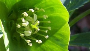 Nieswurz - Detailansicht der Blüte (Foto: Kreis Paderborn - Umweltamt)