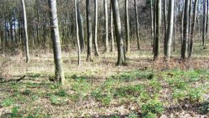 Buchenwald mit Grüner Nieswurz (Foto: Kreis Paderborn - Umweltamt)