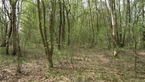 Junger Stieleichen-Birkenwald auf ehemaligen Sanddünen der Lippe