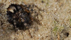 Dünen-Wolfsspinne (Foto: Biologische Station Kreis Paderborn - Senne e.V.)
