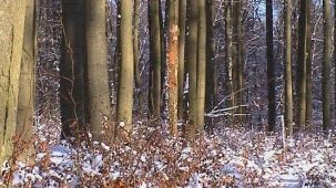 Buchenwald im Winter (Foto: Fischer, Revierförster)