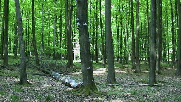 Buchenwald im Frühjahr (Foto: Fischer, Revierförster)