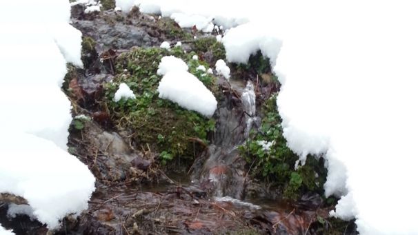 Sinterquelle im Winter (Foto: Biologische Station Kreis Paderborn - Senne e.V.)